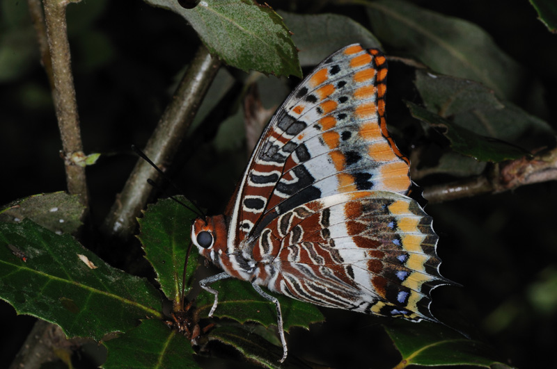 Charaxes jasius, a quando il bruco?