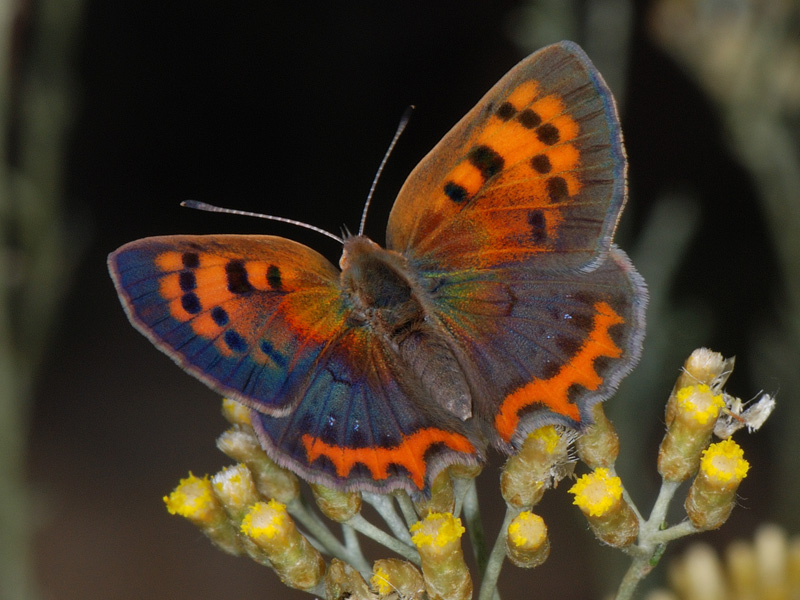 Lycaena phlaeas?