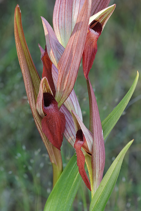 Serapias vomeracea?