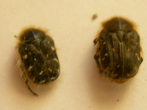 Identificazione cetonie - Tropinota hirta