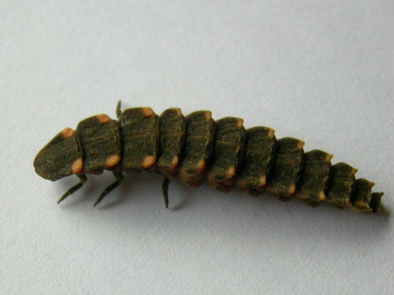 Larva di lucciola