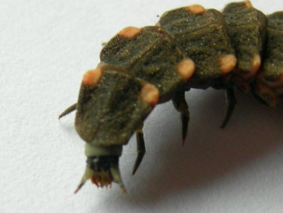 Larva di lucciola