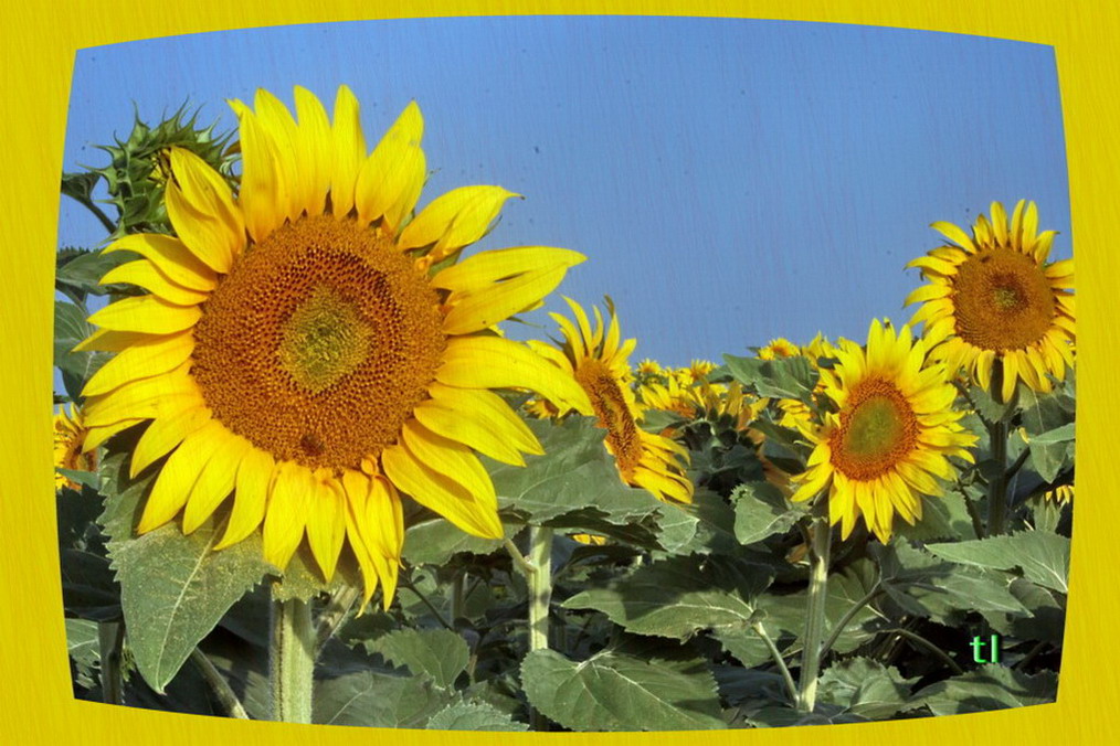 GIRASOLI...ancora.....???