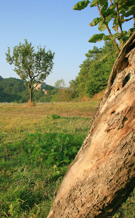 ..vicino..ad un''albero..