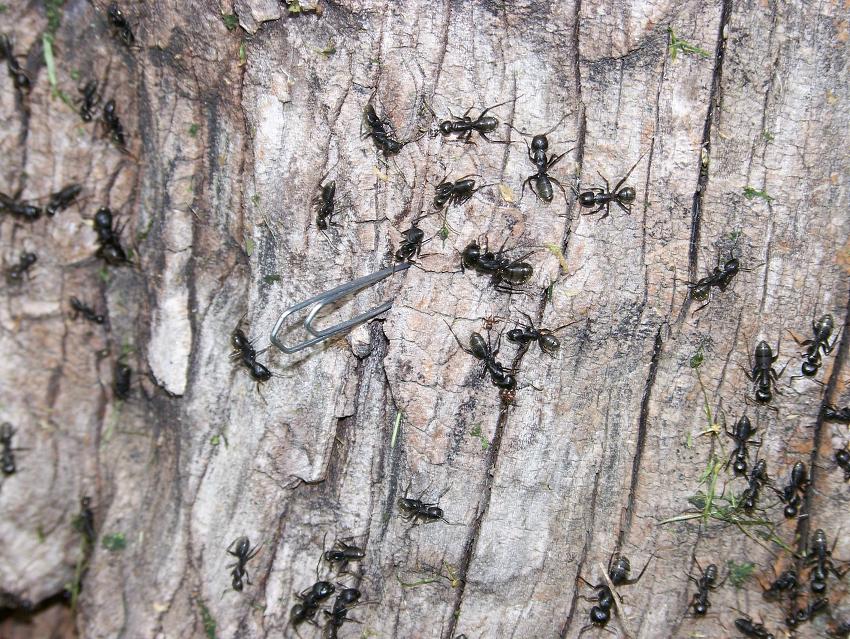 Camponotus (vagus)?