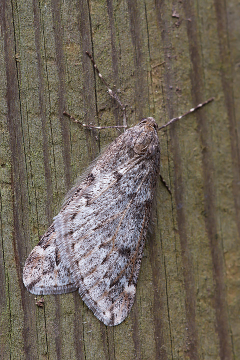 Notturna da identificare... - Alsophila aescularia