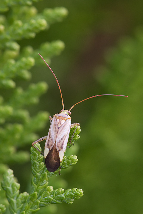 Richiesta identificazione Miridae: Adelphocoris sp.