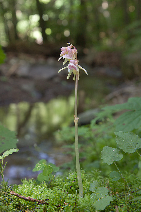 Epipogium aphyllum