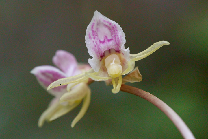 Epipogium aphyllum