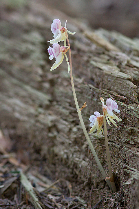 Epipogium aphyllum