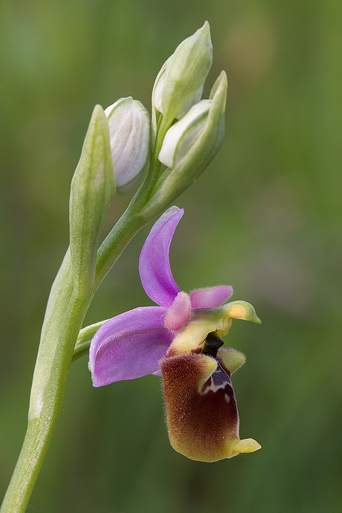 Ophrys fuciflora con colorazione vivace