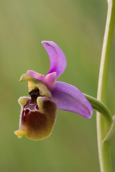 Ophrys fuciflora con colorazione vivace