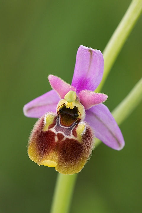 Ophrys fuciflora con colorazione vivace