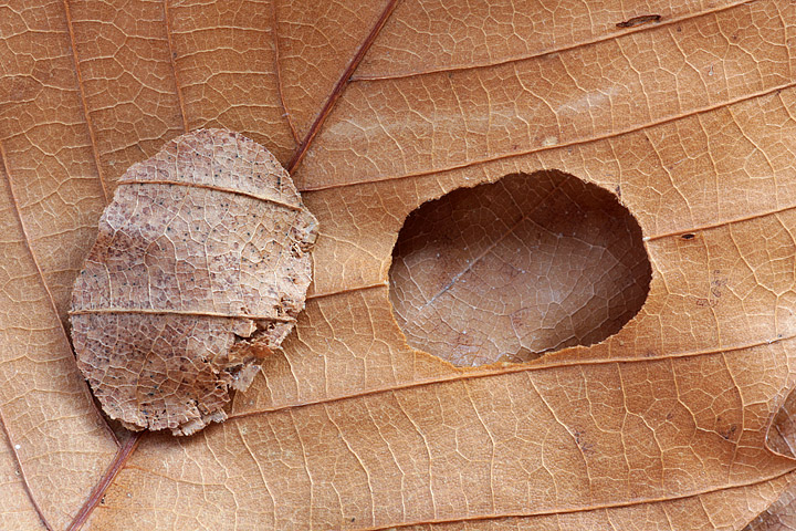 Astucci fogliari fabbricati da bruchi: Incurvariidae?