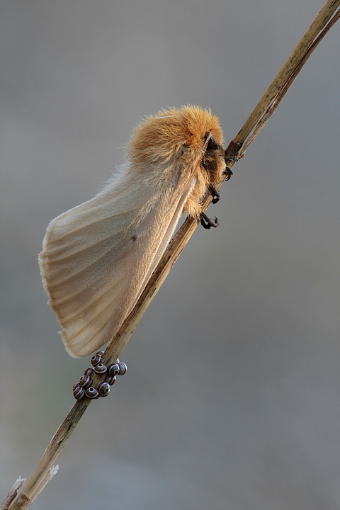 Lemonia taraxaci