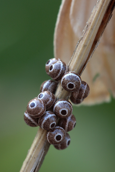 Lemonia taraxaci