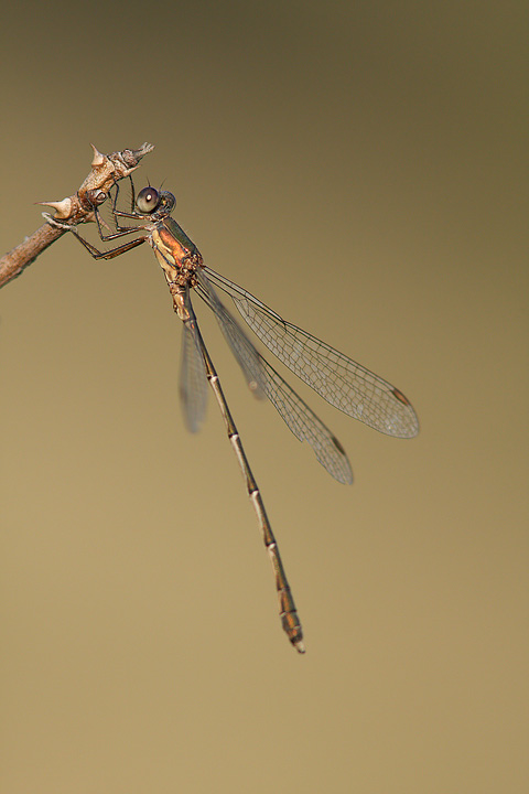 Chalcolestes cfr. viridis