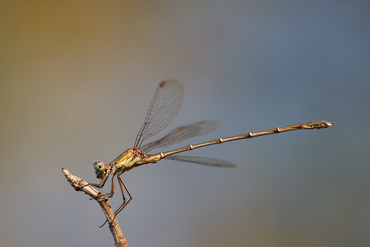 Chalcolestes cfr. viridis