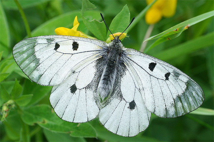 Parnassius mnemosyne