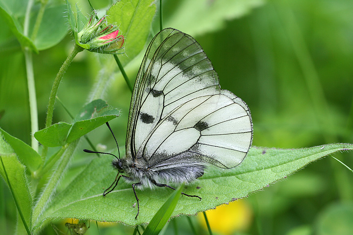 Parnassius mnemosyne