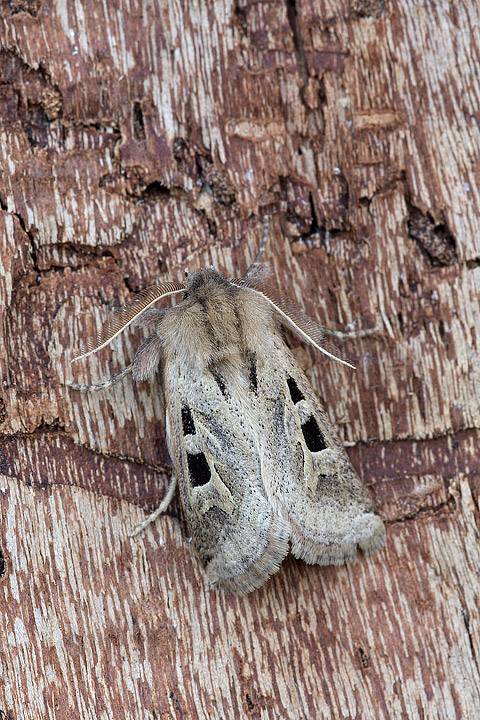 Orthosia gothica?