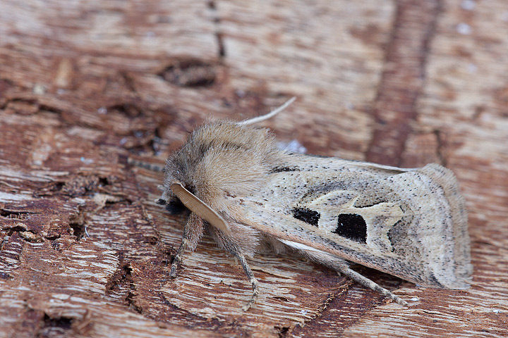 Orthosia gothica?