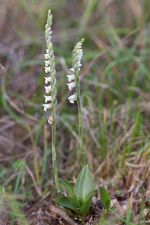 Spiranthes spiralis