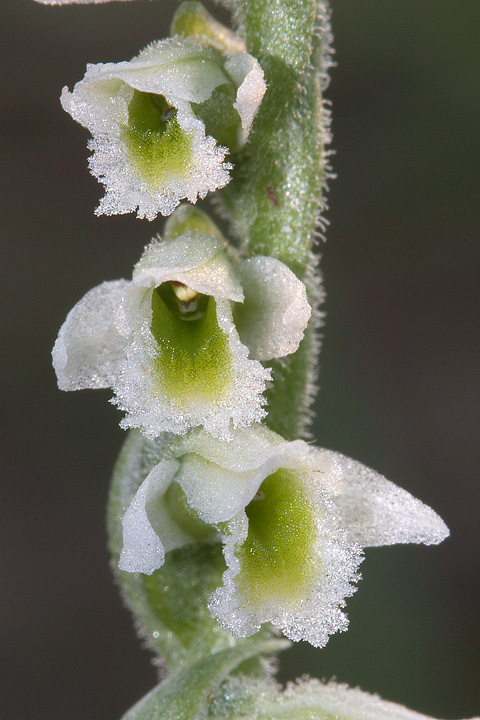 Spiranthes spiralis