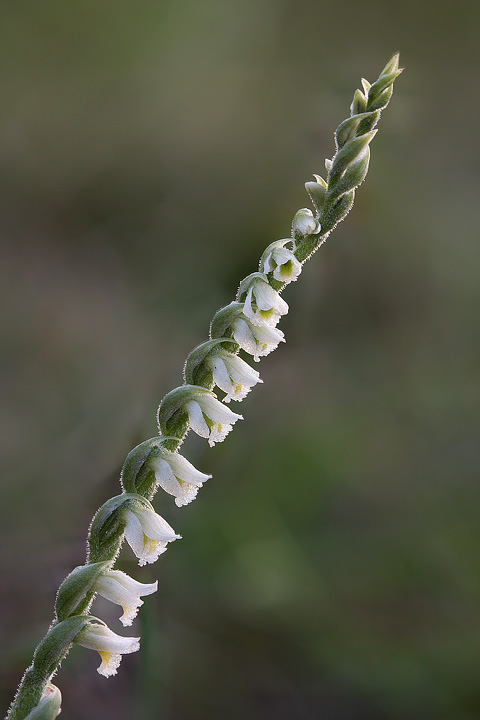 Spiranthes spiralis