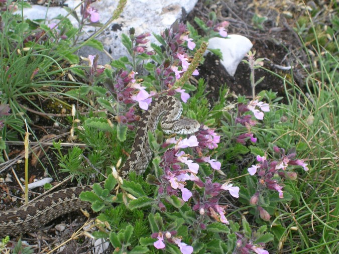 Vipera ursinii