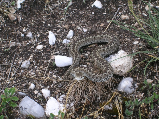 Vipera ursinii