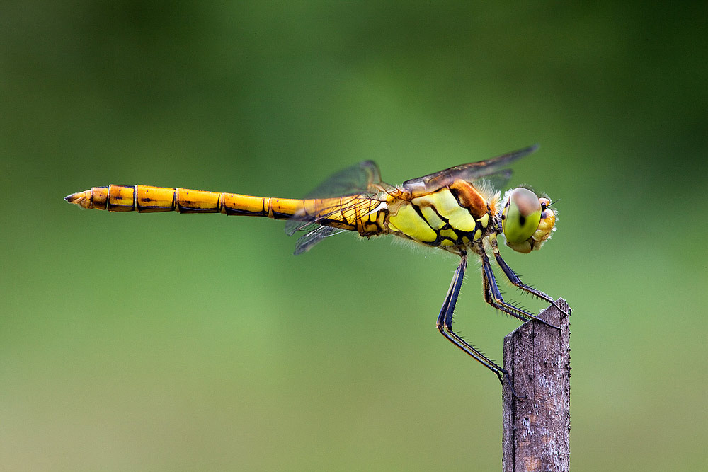 Identificazione - Sympetrum striolatum (immaturo)