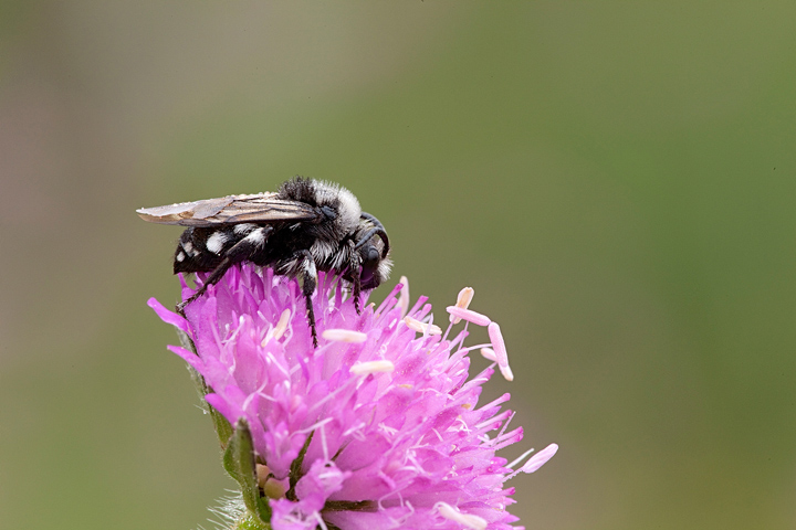 Melecta luctuosa