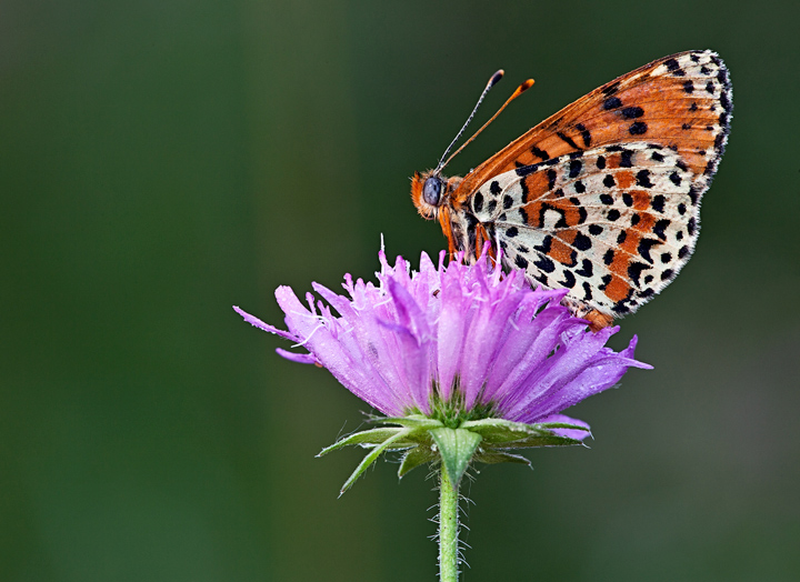 Identificazione - Melitaea didyma