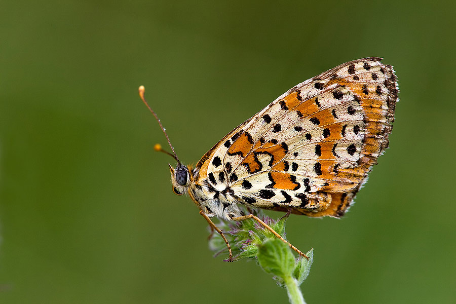 Identificazione - Melitaea didyma