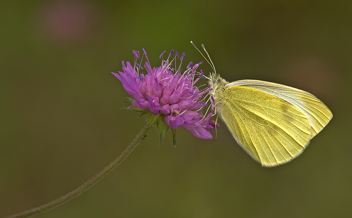 Pieris rapae