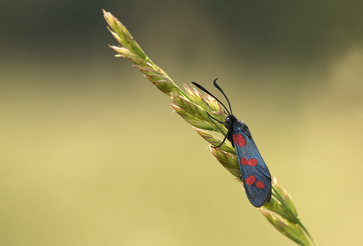 Zygaena