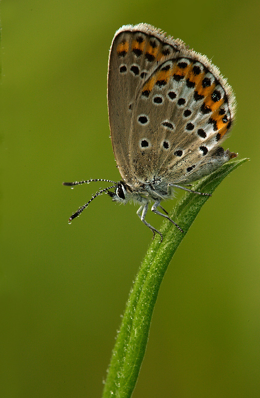 Identificazione - Plebejus sp.