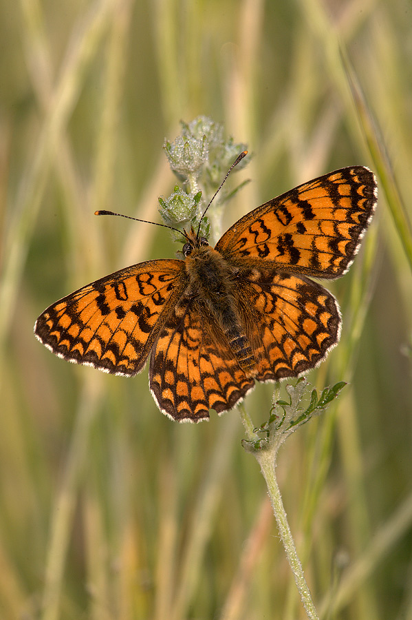 Info - Melitaea phoebe