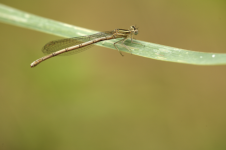 Damigella: Platycnemis pennipes