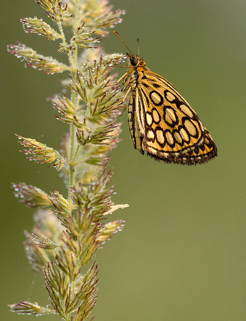 Heteropterus morphaeus