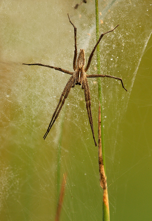 Pisaura mirabilis