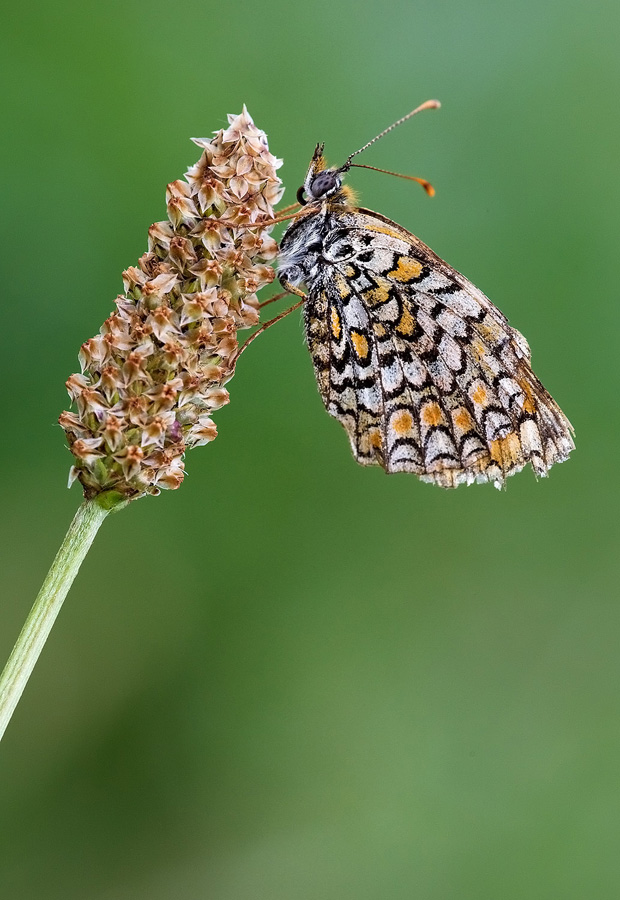 Identificazione - Melitaea phoebe