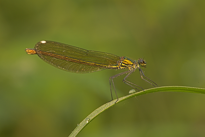 Calopteryx splendens