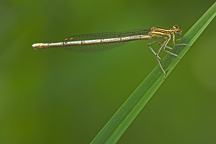 Platycnemis pennipes