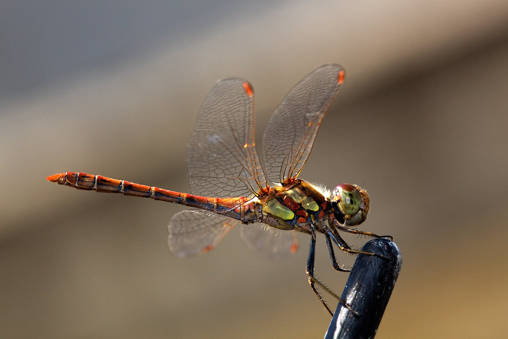 Identificazione - Sympetrum striolatum (maschio)