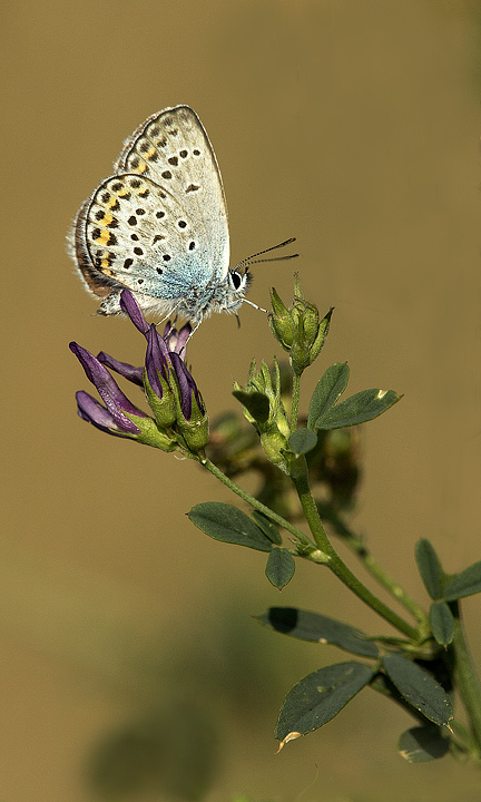 Plebejus argus