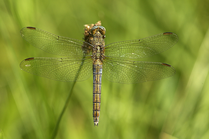 Orthetrum coerulescens