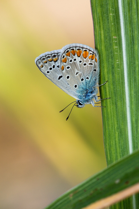 Identificazione - Polyommatus (Polyommatus) icarus