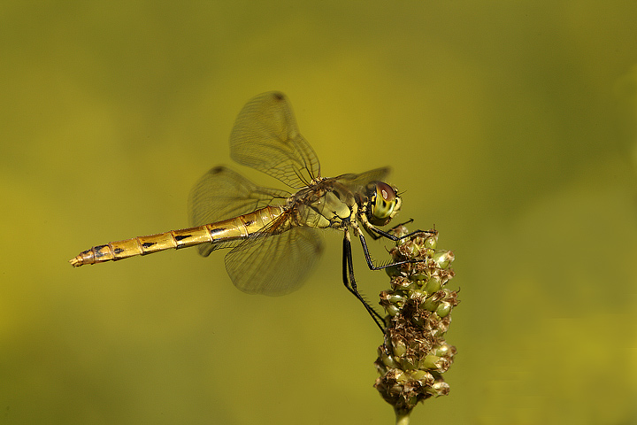 Identificazione - Sympetrum depressiusculum